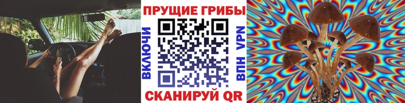 Псилоцибиновые грибы Psilocybine cubensis  Конаково 